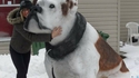 Un gros chien