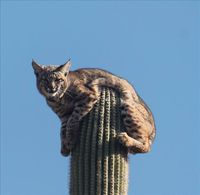 Tranquille sur un cactus