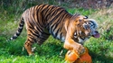 Un tigre heureux d'attaquer son repas végétarien
