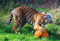 Un tigre heureux d'attaquer son repas végétarien