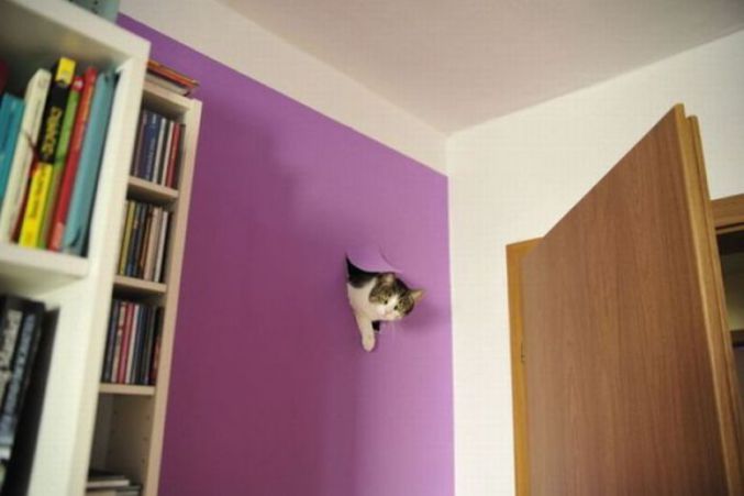 Un chat dans un mur