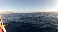 Une pirogue rencontre une baleine