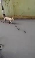 Un travail de chien