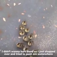 Tu préfères être suivi par 10 canards toute ta vie...