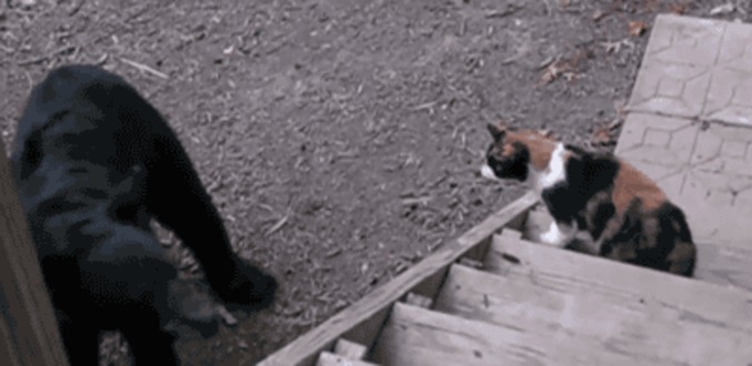 Un chat se débarrasse d'un ours