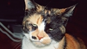 Chat blasé