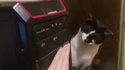 Des humains et des chats