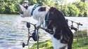 Poisson-chat