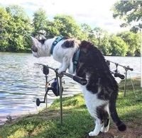 Poisson-chat