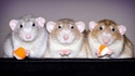 Trois rats
