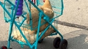 Poulet élevé en liberté