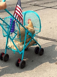 Poulet élevé en liberté