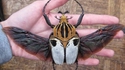 Goliathus Cacicus
