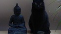 Le point commun entre un Bouddha et un chat ?