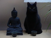 Le point commun entre un Bouddha et un chat ?