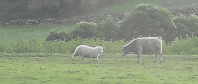 Courageux mais pas téméraire