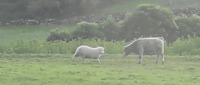Courageux mais pas téméraire