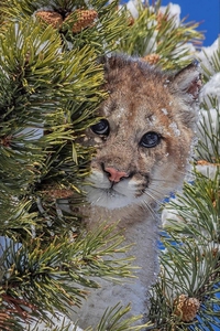 Un chat sauvage