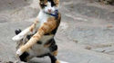 Chatte vs lézard
