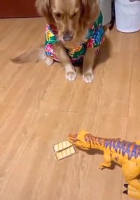 Un chien qui connaît ses classiques