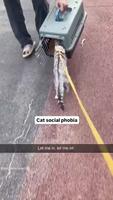 Phobie sociale féline 