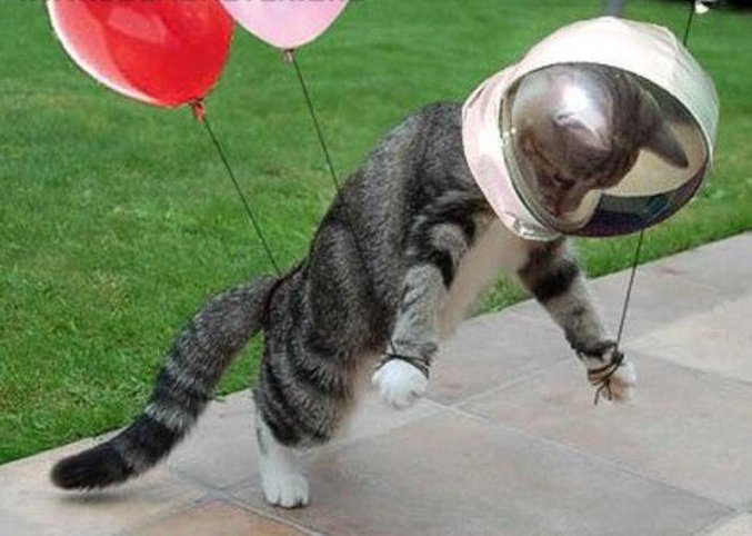 Un chat prêt pour la grande aventure spatiale