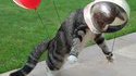 Cosmo-cat