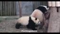 Règlement de compte entre pandas