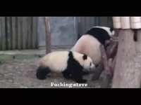 Règlement de compte entre pandas