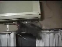 Un chat en mission