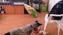 Un chiot défend sa gamelle contre un gros chien