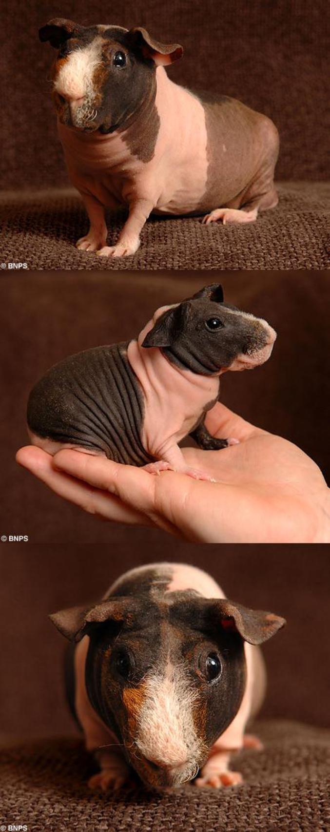 Un cochon d'Inde génétiquement modifié. Il n'a pas de poil.