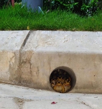 Big frog is watching U !