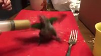Kan petit perroquet a faim