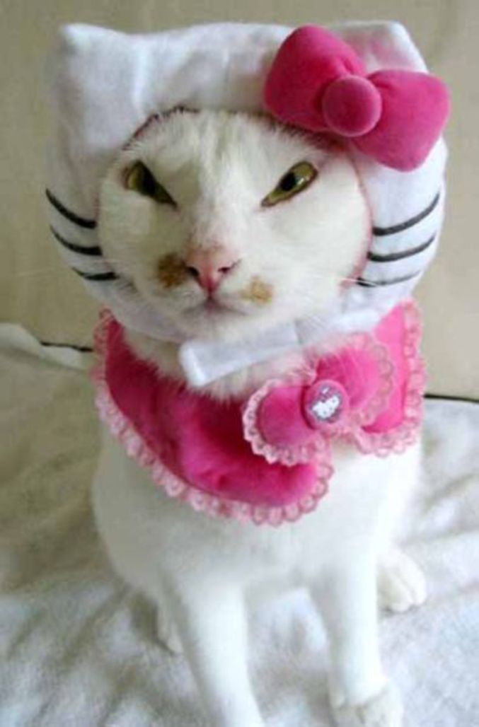 Un chat déguisé en Hello Kitty