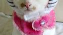 Hello Kitty en vrai