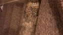 Un chat multi-usages