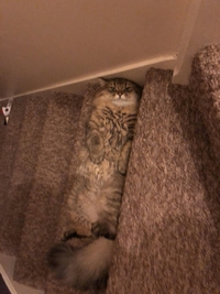Un chat multi-usages