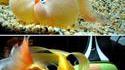 Poisson clown