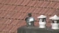 Pigeon rotatif