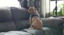 Comme chiens et chats 49