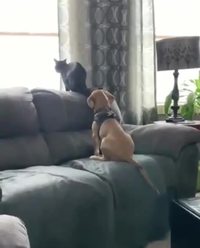 Comme chiens et chats 49