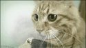 Chat drogué