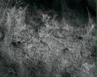 Fable: La gerboise et le serpent...