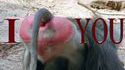 I love you