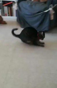 Chat balle