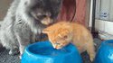 Maman chat apprend à boire à son chaton