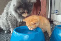 Maman chat apprend à boire à son chaton