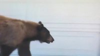 Haaaa, un ours !
