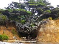 Résilience des arbres